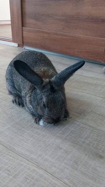 Кролик кушает клевер смотреть онлайн