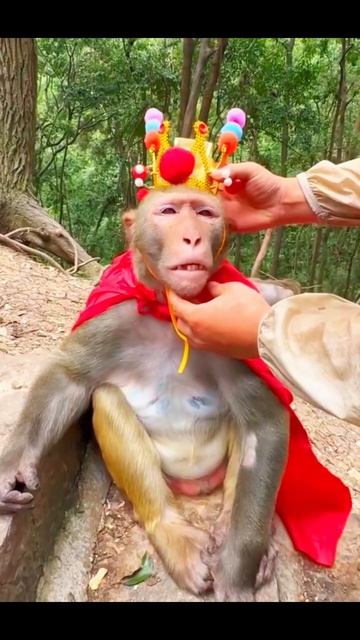 Monkey fashion #shorts #shortsvideo #monkey #funnyvideos #cute смотреть онлайн