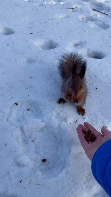 Вкусное угощение #shorts #земнойирий #животные #белочка #природа #угощение смотреть онлайн