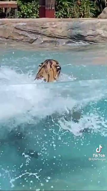 Тигры купаются смотреть онлайн