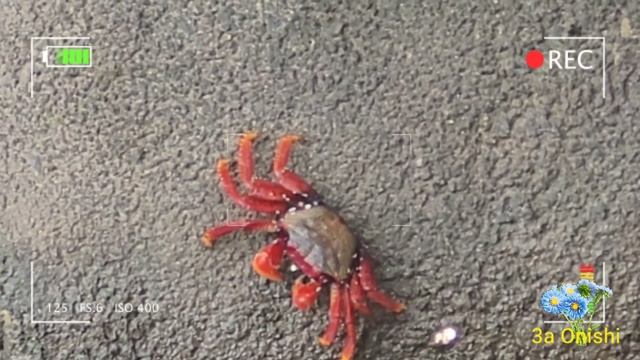 Caranguejo que escala árvores, aratu (Goniopsis cruentata), caranguejo vermelho de mangue - Ilhabel смотреть онлайн