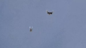 Серпастые голуби 2021--4