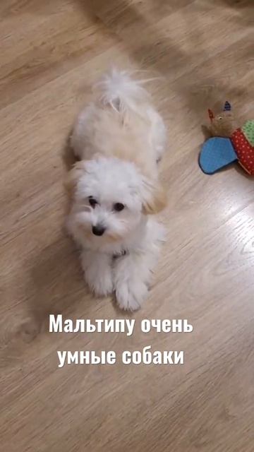 Мальтипу /дрессировка смотреть онлайн
