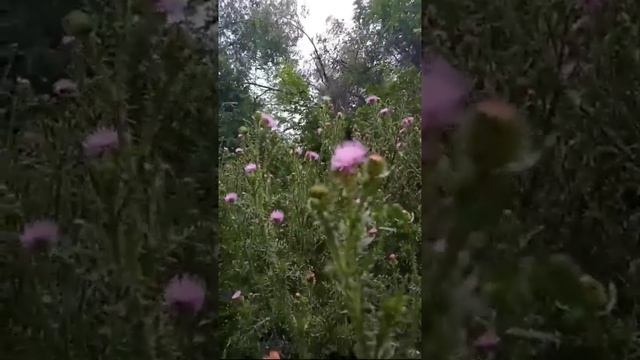 ГЛУХАРИНАЯ ЗАРЯ (влюбилась в эту песню💖) смотреть онлайн