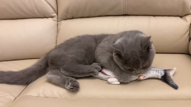 Коту подарили рыбу которая двигается ! смотреть онлайн