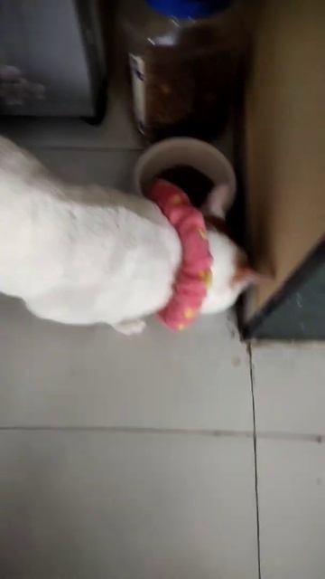 cat food (whiskas) grevy смотреть онлайн