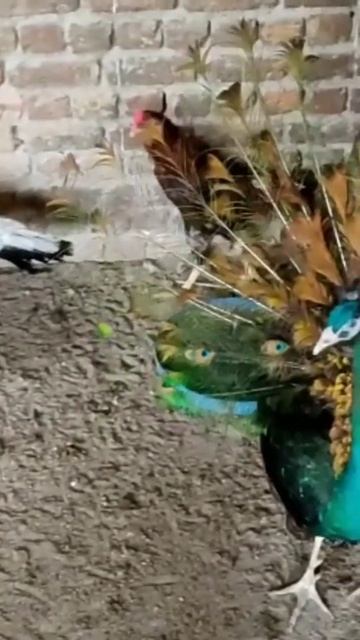 Beautiful more with beautiful walk.😍😍😍😍😍😍😍😍😍😍😍😍😍 смотреть онлайн