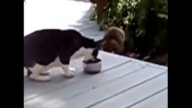 Кошка против енота Смешные приколы с кошками1 смотреть онлайн