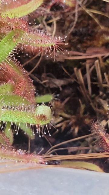 My Carnivorous Plants Can't Stop Eating! смотреть онлайн