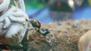 битвы богомола-богомол против кота богомол против тарантула