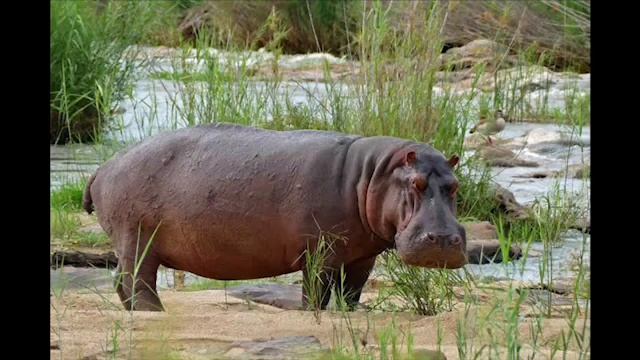 Звук бегемота, крик бегемота | Звуки бегемота. Как говорит бегемот/ Звуки гипопотама смотреть онлайн