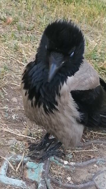 Потупив взгляд #вороны / Look me in the eye #crow #crowfashion смотреть онлайн
