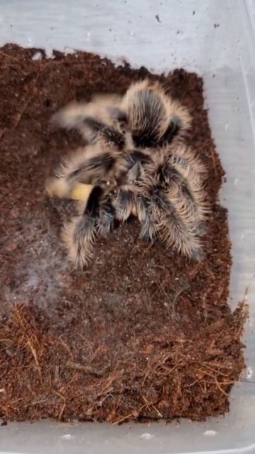 Chewbacca, our Curly Hair Tarantula (Tliltocatl albopilosus) смотреть онлайн