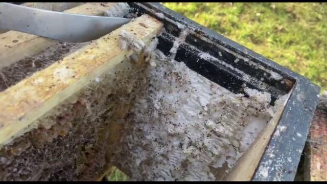 аппетит восковой моли смотреть онлайн