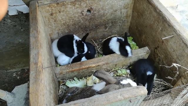 КУЁН БОКИШ СИРЛАРИ QUYON BOQISH SIRLARI смотреть онлайн