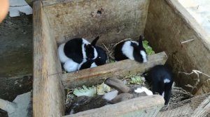 КУЁН БОКИШ СИРЛАРИ  QUYON BOQISH SIRLARI