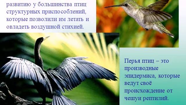 Внешнее_строение_птиц....avi смотреть онлайн