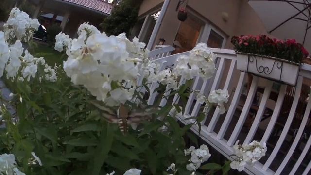 Matarakiitäjä смотреть онлайн