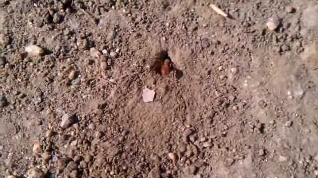 Pogonomyrmex californicus queen digging her founding chamber - Costa Mesa, California 6-11-2013 смотреть онлайн