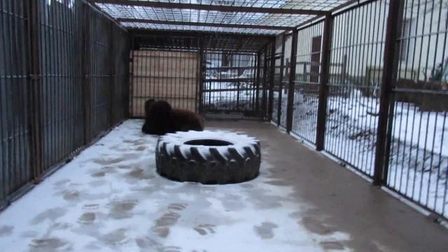 Чемп и Рося смотреть онлайн