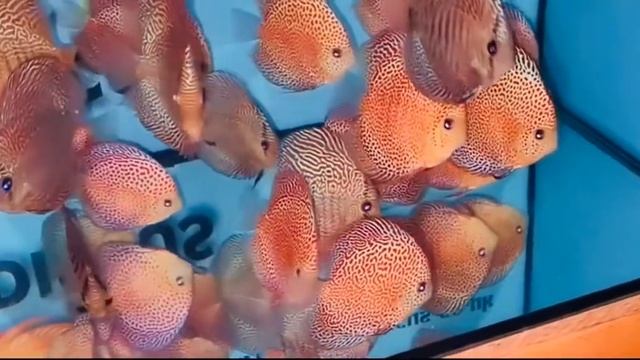 Video of the day. Spotted face eruption and red snakeskin. Chen’s discus смотреть онлайн
