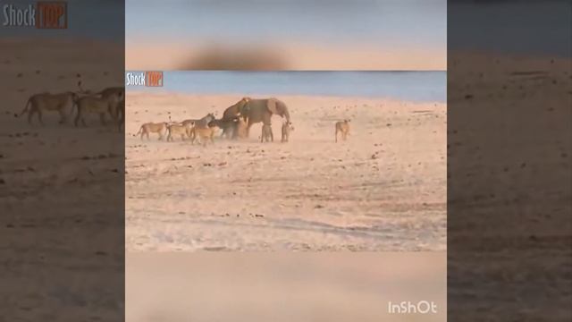 10 Жестоких Битв Животных смотреть онлайн