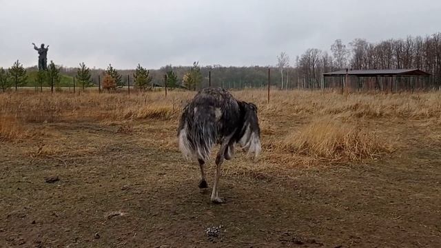Долина альпак (Харків) смотреть онлайн