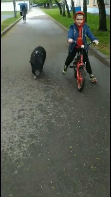 Кабан охраняет мальчика. смотреть онлайн