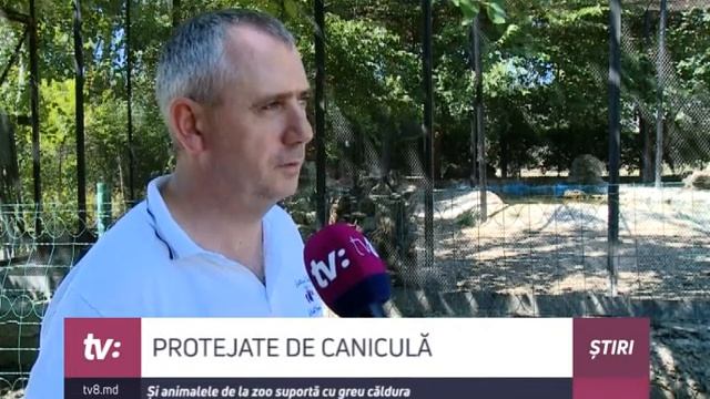 Și animalele de la zoo suportă cu greu canicula. Ce remedii folosesc îngrijitorii смотреть онлайн