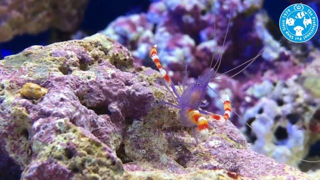 【チャーム】海水魚 アオムネオトヒメエビ Stenopus tenuirostris オトヒメエビ charm動画 смотреть онлайн