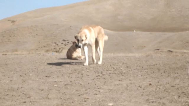 2013 Ляур вторая отара 1 смотреть онлайн