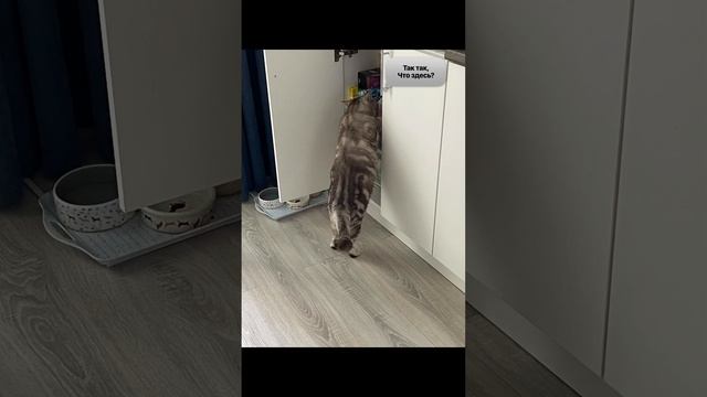 Кот Феликс, Felix Cat смотреть онлайн