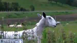 Бараны блеют