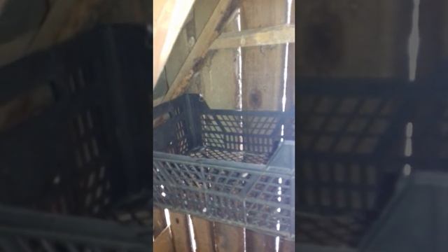 Гнёзда для голубей смотреть онлайн