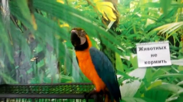 Зоопарк в Похвистнево смотреть онлайн