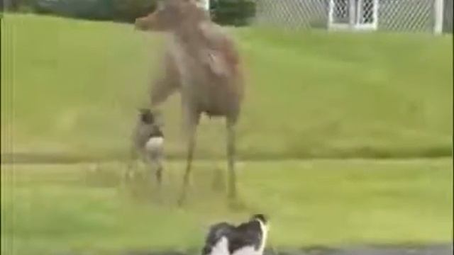 Прикол Кот и собака против оленя смотреть онлайн