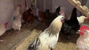 Утро в курятнике/уборка курятника/кормление кур/наблюдения про кур порода лакенданзи 6января2025 год