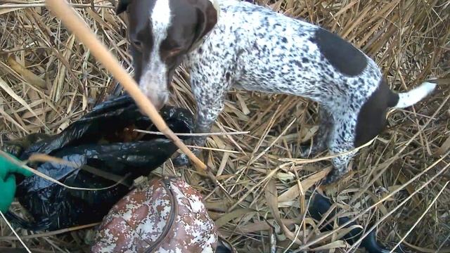 ОХОТА НА ФАЗАНА - получилась насыщеной... смотреть онлайн