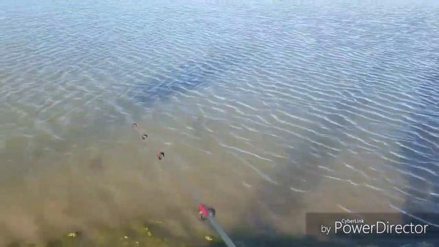 Catching weird alligator gar with chicken nuggets смотреть онлайн