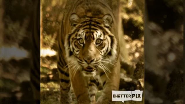 Tiger смотреть онлайн
