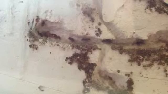 ant farm.MOV смотреть онлайн