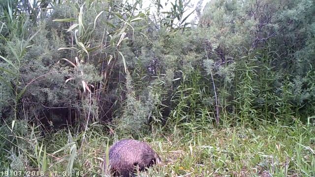 Барсук на охоте