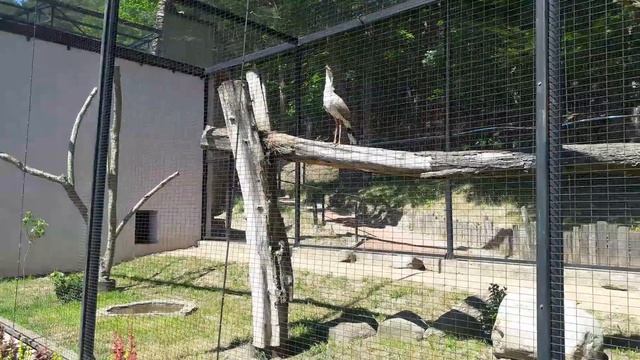 Kariamy -nawolywanie. смотреть онлайн