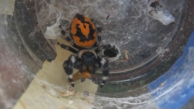 Phidippus audax Big Bend Variation смотреть онлайн