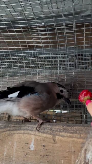 СОЙКА ПРОБУЕТ КЛУБНИЧКУ 🍓 смотреть онлайн