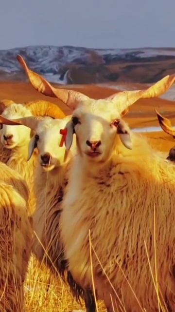 Best goats for Eid Ul adha @Nature_hacks_official #EideQurban #shorts смотреть онлайн