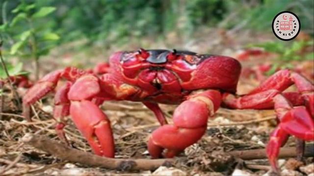 Christmas Island Par Crab Ka Hamla || Crab Migration In Australia In Hindi Urdu || Allah Ki Qudrat смотреть онлайн