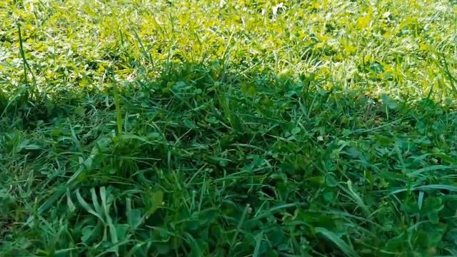 ааааа!удав!(Анимация) смотреть онлайн