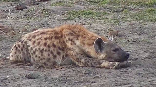 Djuma: Lone Hyena hanging around but seeming very alert - 17:08 - 06/15/20 смотреть онлайн