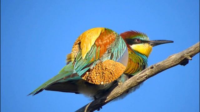 European Bee-eater - Bijeneter смотреть онлайн